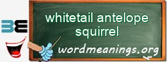 WordMeaning blackboard for whitetail antelope squirrel